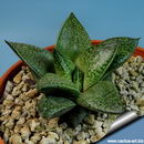gasterhaworthia